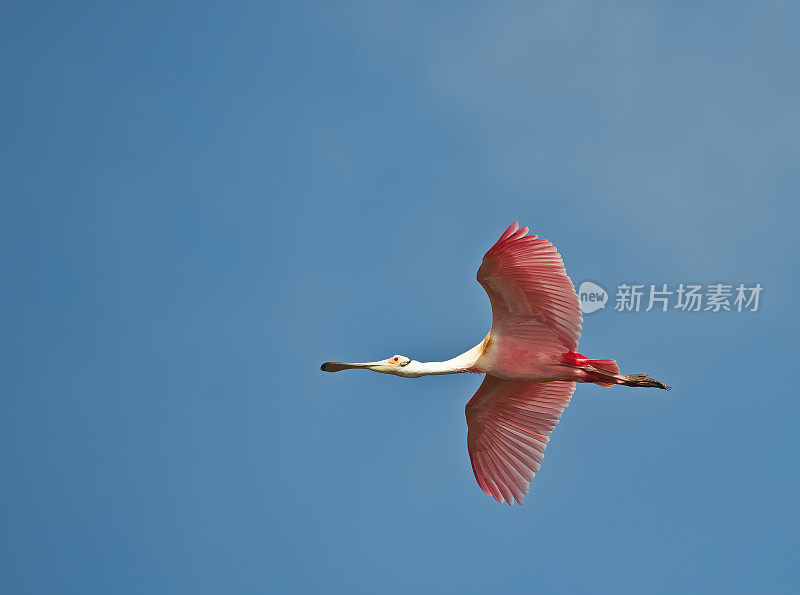 玫瑰色琵鹭，Platalea ajaja, Ajaia ajaja, Audubon Alafia银行鸟类保护区;鸟岛;希尔斯堡惨案湾;坦帕湾;佛罗里达。在蓝天下飞翔。